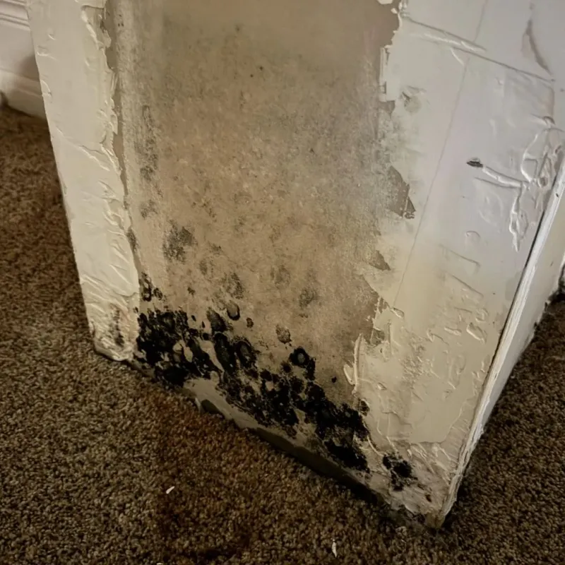 Professional Mold Removal in Lake County, TN